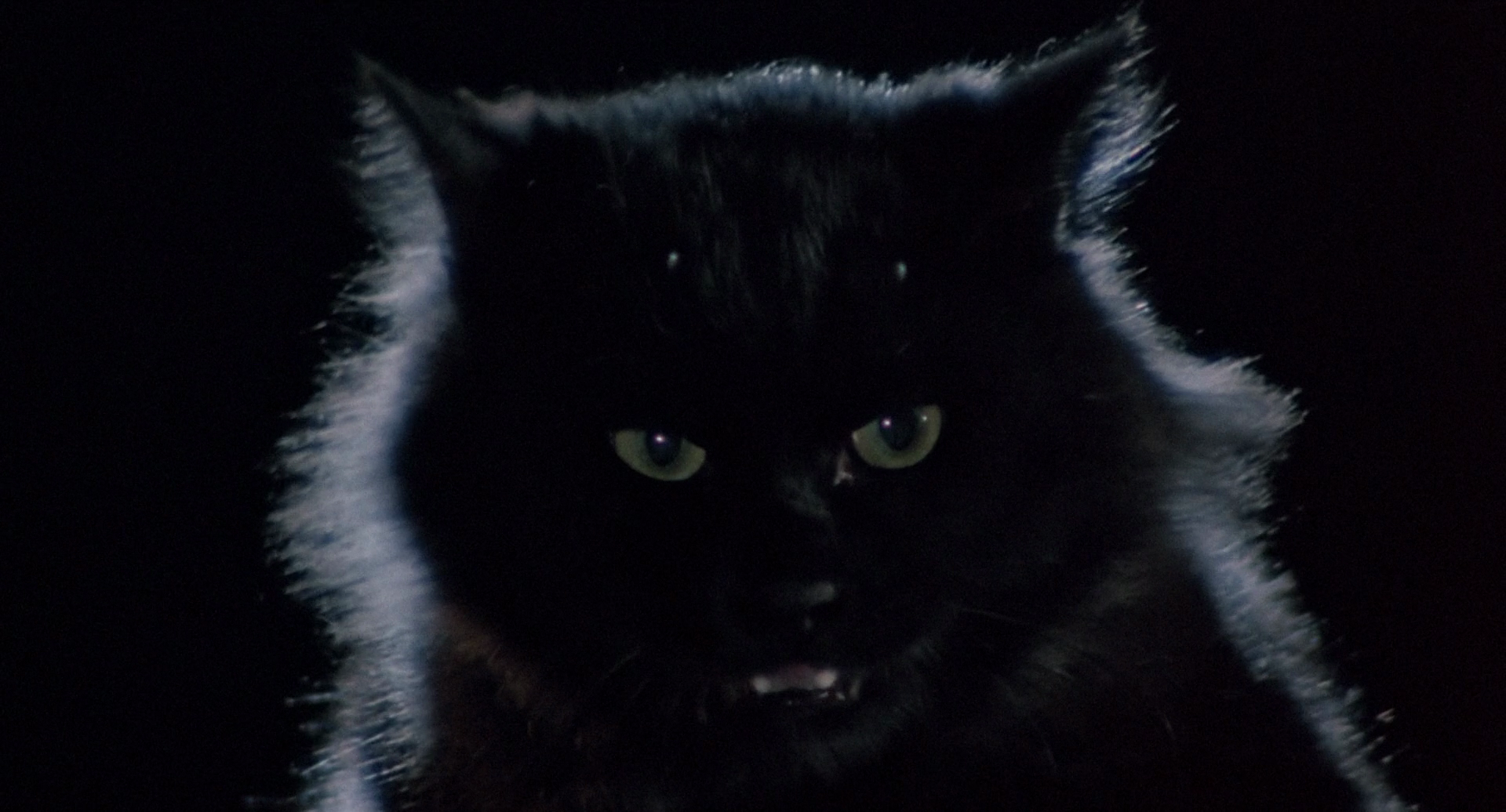 Evil Cat (Dennis Yu, 1987) and The Cat (Lam Nai-choi, 1992)