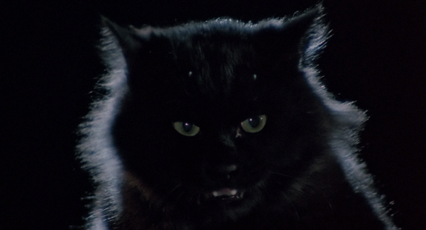 Evil Cat (Dennis Yu, 1987) and The Cat (Lam Nai-choi, 1992)